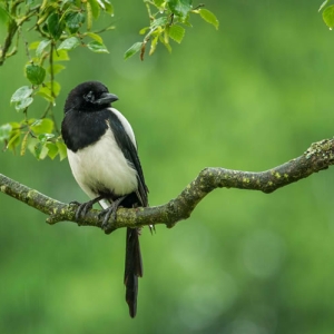 Redwell   July 2016   D3s (40 Of 42).jpg